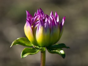 滴水湖花卉中心公示，室内不适宜摆放的花卉种类滴水湖赏花